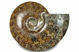 Polished Ammonite (Cleoniceras) Fossil - Madagascar #283305-1